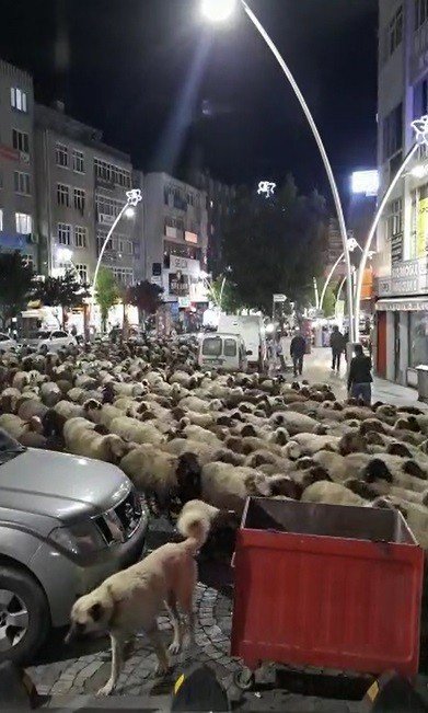 Şehir Merkezinden Geçen Koyun Sürüsü İlginç Görüntüler Oluşturdu