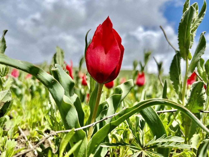 Laleler Kırmızı Rengiyle Doğayı Süslüyor