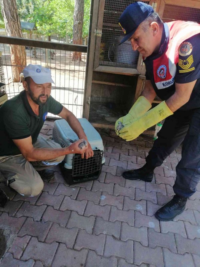Yavru Kumrulara Jandarmadan Yardım Eli