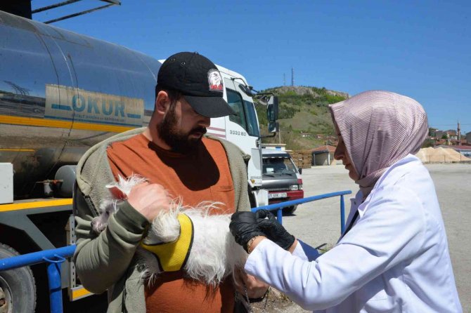 Bozüyük’te Ücretsiz Kuduz Aşısı Kampanyası