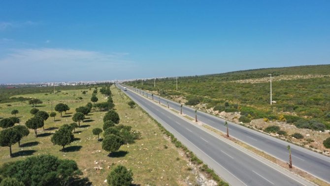 Didim Belediyesi, 250 Adet Palmiye Ağacının Dikimini Gerçekleştiriyor