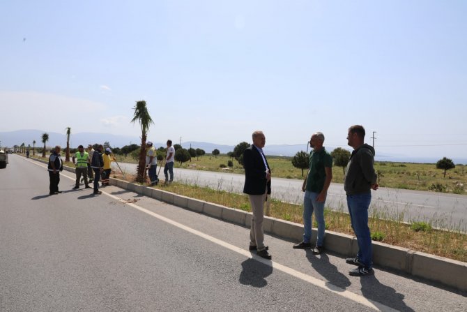 Didim Belediyesi, 250 Adet Palmiye Ağacının Dikimini Gerçekleştiriyor