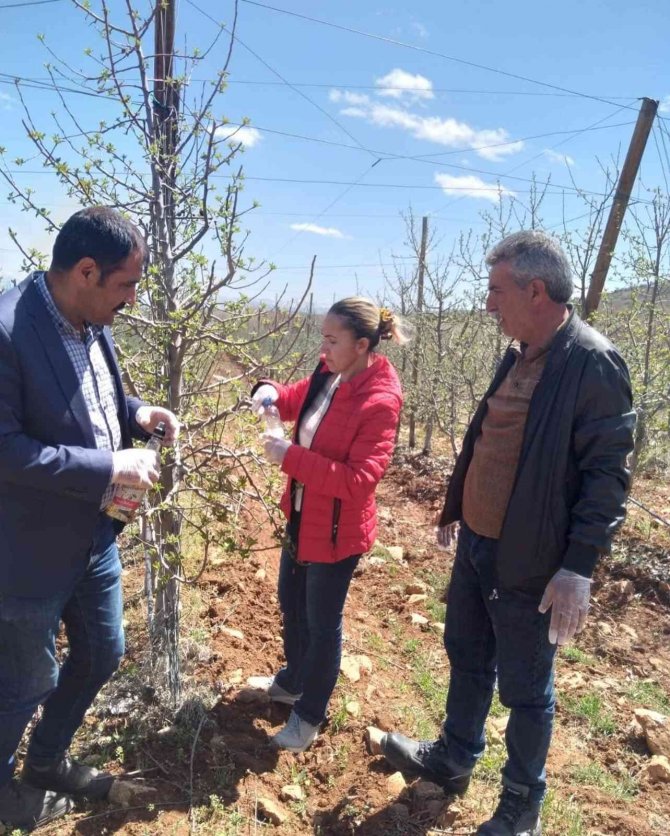 Elazığ’da Kayısı Ve Elma Entegre Bahçeleri Kontrol Edildi