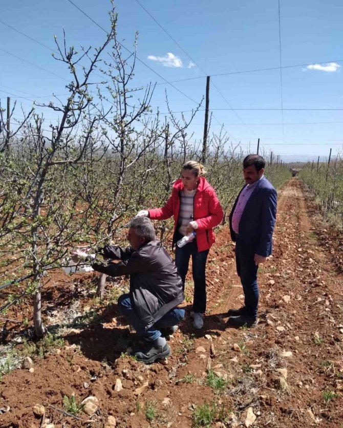 Elazığ’da Kayısı Ve Elma Entegre Bahçeleri Kontrol Edildi
