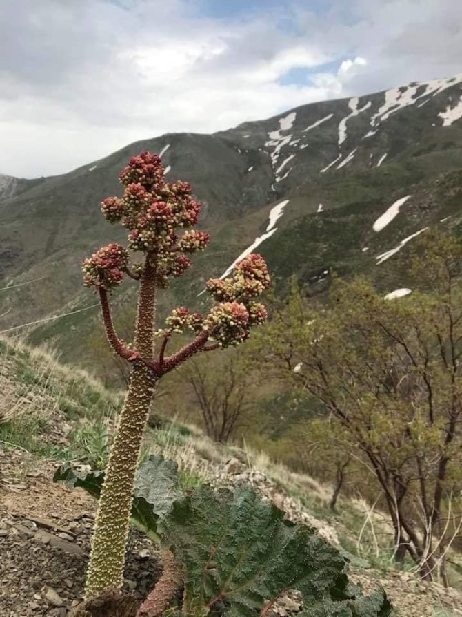 Elazığ’da Zorlu Işkın Mesaisi Sürüyor
