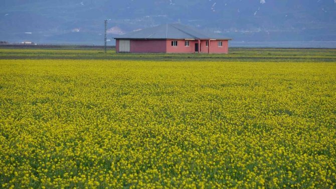 Yüksekova’yı Sarıya Bürüyen Çiçeklerden Renk Cümbüşü