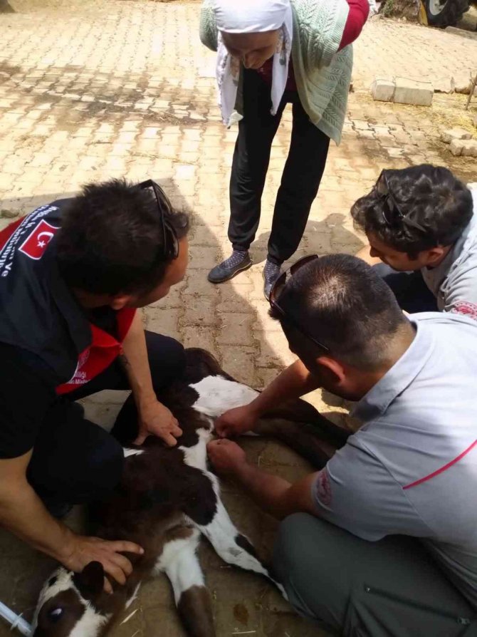 Muğla’da ‘Buzağım Doğdu’ İhbar Hattı