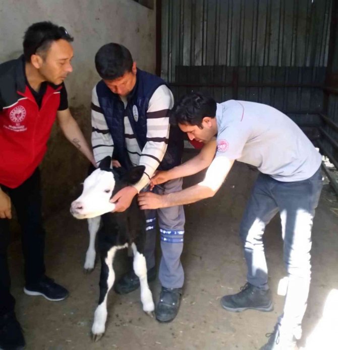 Muğla’da ‘Buzağım Doğdu’ İhbar Hattı