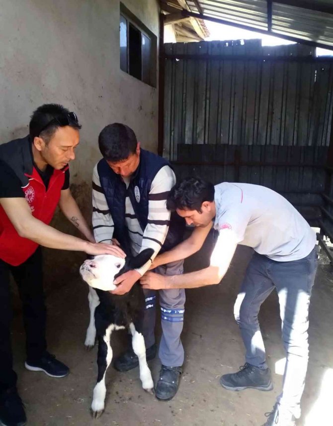 Muğla’da ‘Buzağım Doğdu’ İhbar Hattı