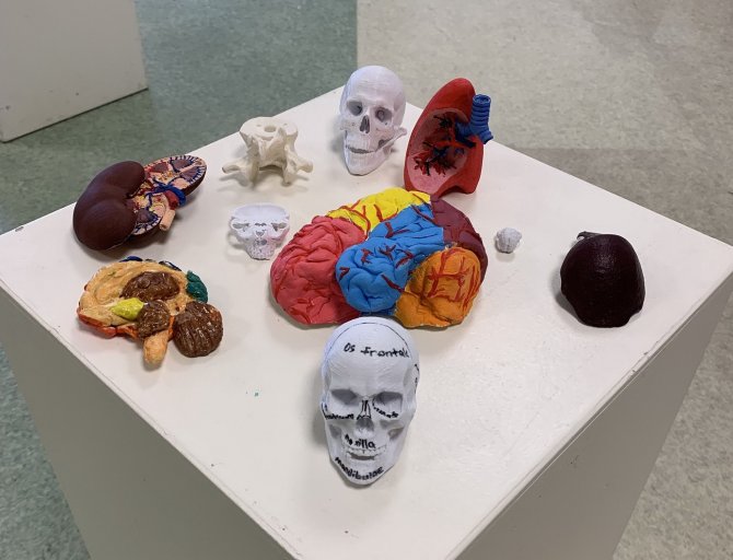 1. Anatomi Materyalleri Sergisi: Farklı Maddeler Anatomik Materyallere Dönüştü