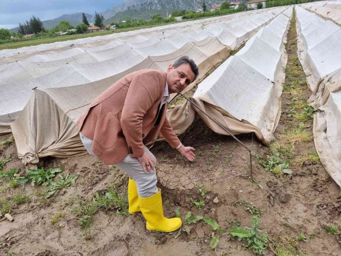 Eğirdir Orman Fidanlık Müdürlüğü 2022 Yılında 9 Milyon 500 Bin Adet Fidan Yetiştirecek