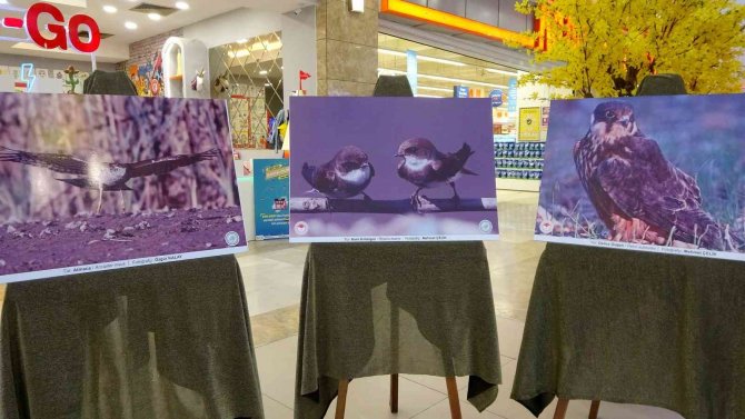 Osmaniye’de ‘Göçler Güç Olmasın’ Fotoğraf Sergisi