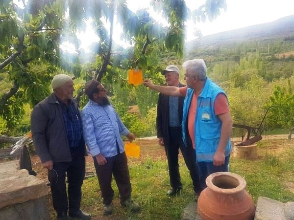 Şaphane’de Kiraz Sineği Zararlısı İle Mücadele Çalışmaları