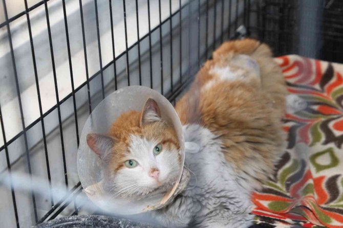 Siirt’te Kedi, Köpek Ve Gelincikler Kayıt Altına Alınacak