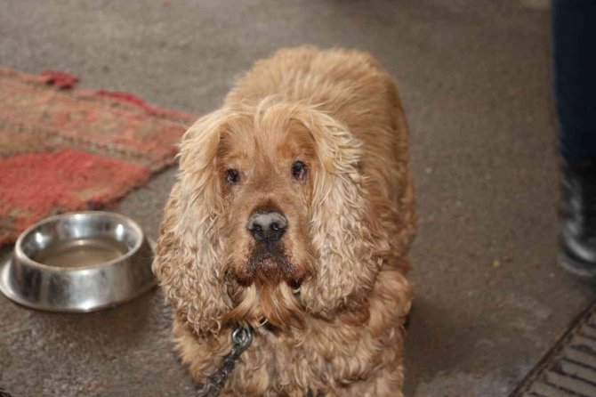 Siirt’te Kedi, Köpek Ve Gelincikler Kayıt Altına Alınacak