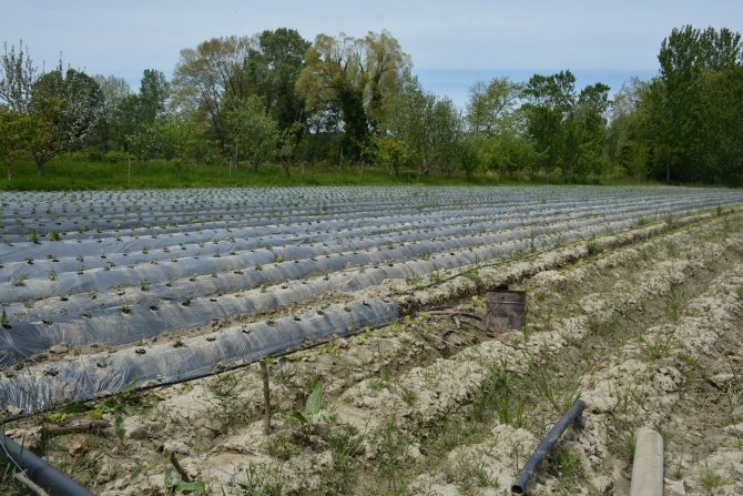 Sinop’taki Taşkın Çilek Tarlalarına Zarar Verdi