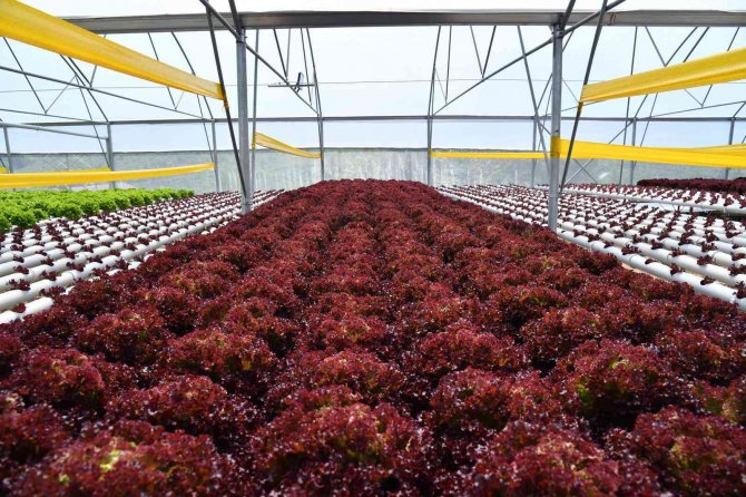 Trabzon’da Seracılık Gelişiyor