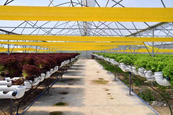 Trabzon’da Seracılık Gelişiyor