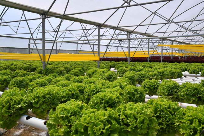 Trabzon’da Seracılık Gelişiyor