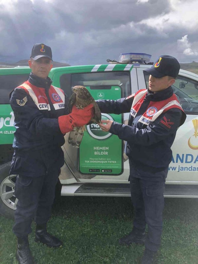 Yaralı Şahine Jandarma Sahip Çıktı