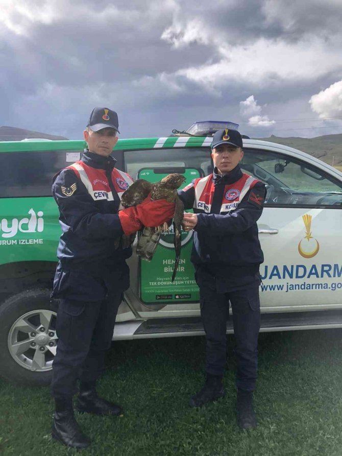 Yaralı Şahine Jandarma Sahip Çıktı