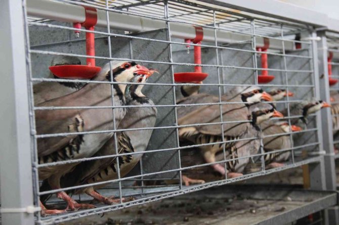 Yozgat’ta Bu Yıl Üretilen 16 Bin Keklik Farklı İllerde Doğaya Salınacak