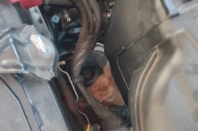 Aracın Motor Kısmına Sıkışan Kediyi İtfaiye Kurtardı
