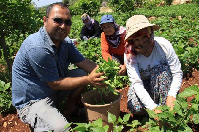 Ayşekadın Fasulyesi "Ayşe Hanım" Oldu