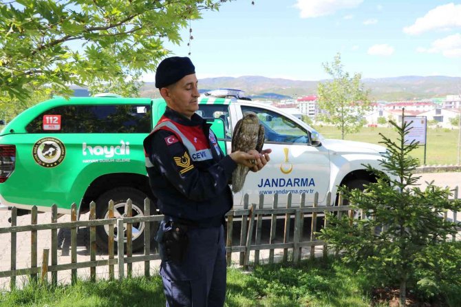 Bingöl’de Yaralı Bulunan Şahin Tedavi Altına Alındı