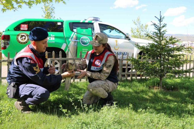 Bingöl’de Yaralı Bulunan Şahin Tedavi Altına Alındı