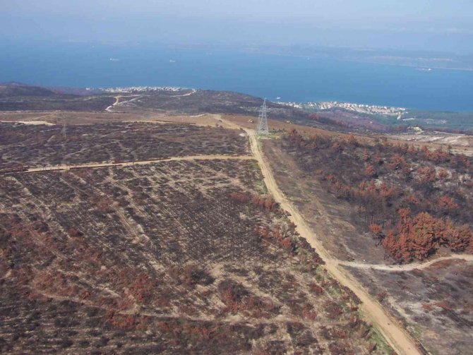 Çanakkale’de 2008 Yılında Küle Dönen Alan Dikilen 2 Milyondan Fazla Fidanla Yeniden Yeşillendi