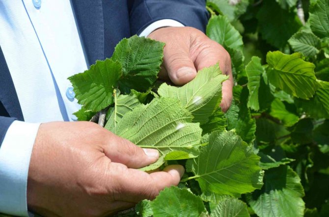 Yeni Sezon Fındık Fiyatlarında 50 Lira Beklentisi