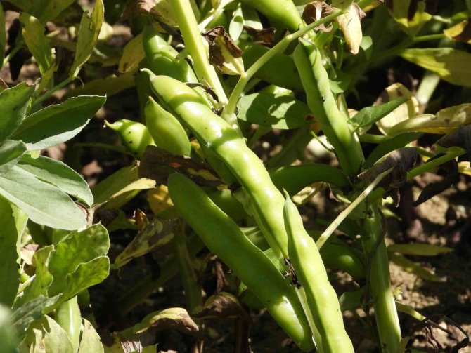 Hatay’da Bakla Hasadı Başladı