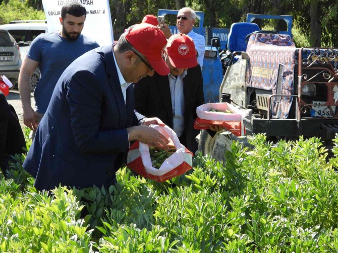 Hatay’da Bakla Hasadı Başladı