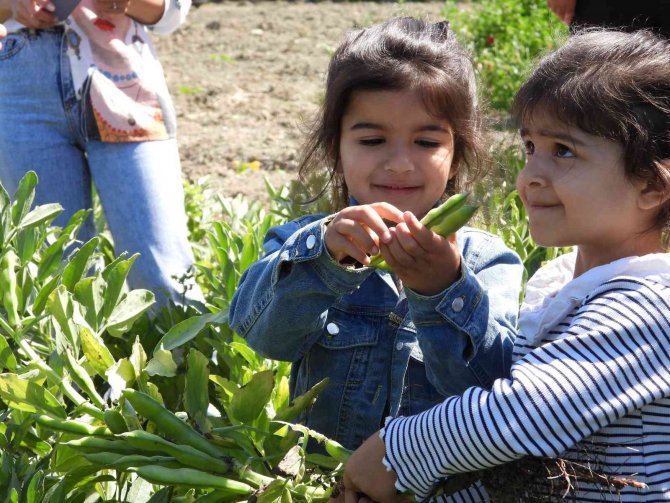 Hatay’da Bakla Hasadı Başladı