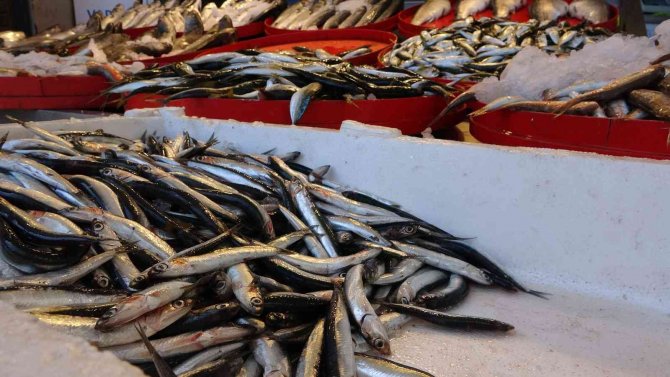 Mayıs’ta Küçük Balıkçılara Hamsi Süprizi