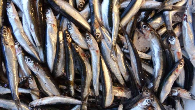 Mayıs’ta Küçük Balıkçılara Hamsi Süprizi