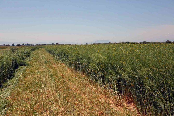 Ören Mahallesinde Tarla Günü