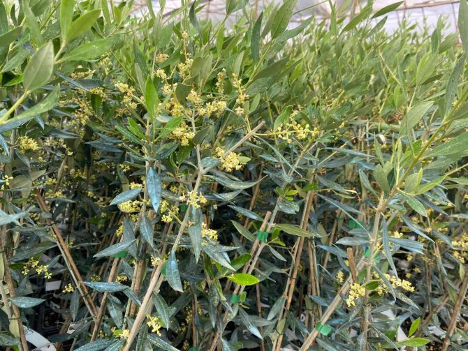 Zeytincilik Yeni Çeşitlerle Gelişiyor