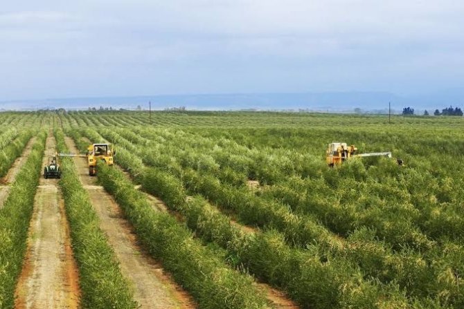 Zeytincilik Yeni Çeşitlerle Gelişiyor