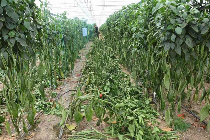 Antalya’da Kaliforniya Biberi Sezonu Sona Erdi