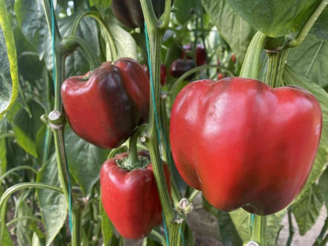 Antalya’da Kaliforniya Biberi Sezonu Sona Erdi