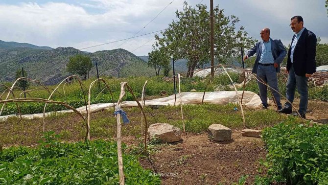 Siirt’te Dolu Yağışı Fideleri Vurdu, Ekipler Hasar Tespit Çalışması Yaptı