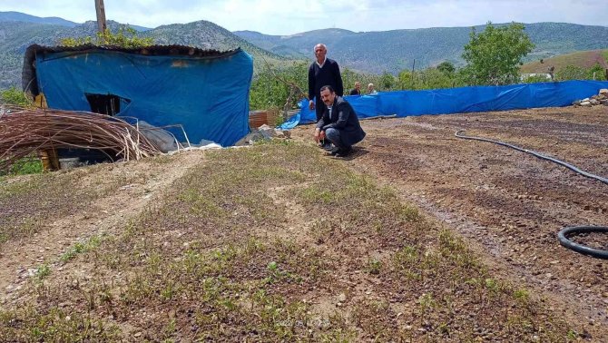 Siirt’te Dolu Yağışı Fideleri Vurdu, Ekipler Hasar Tespit Çalışması Yaptı