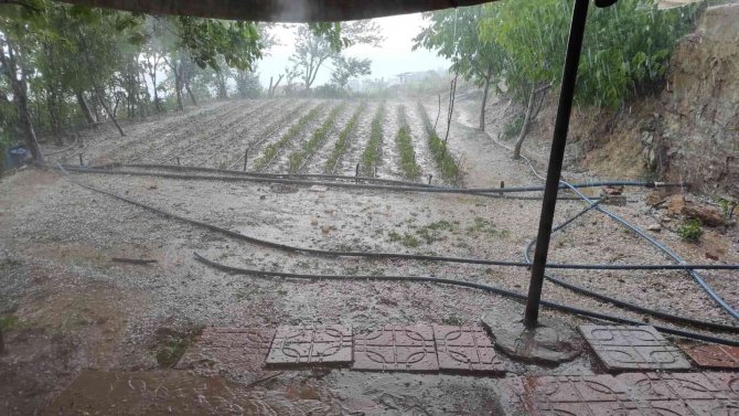 Siirt’te Dolu Yağışı Fideleri Vurdu, Ekipler Hasar Tespit Çalışması Yaptı