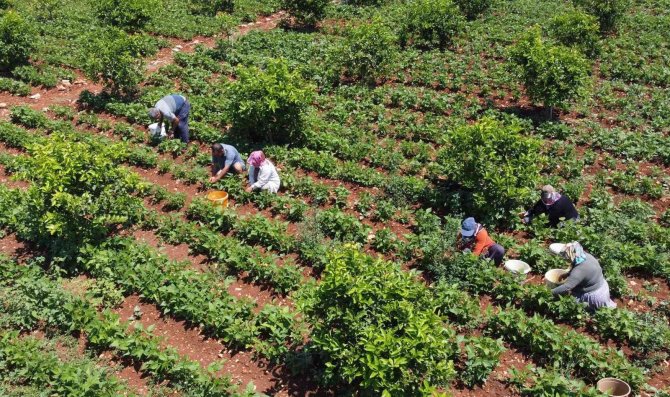 Ayşekadın Fasulyesi "Ayşe Hanım" Oldu