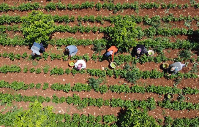 Ayşekadın Fasulyesi "Ayşe Hanım" Oldu
