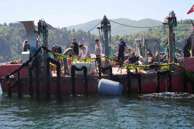 Yalova’daki Midye Çiftliklerinde Hedef Yıllık 200 Milyon Tl Gelir