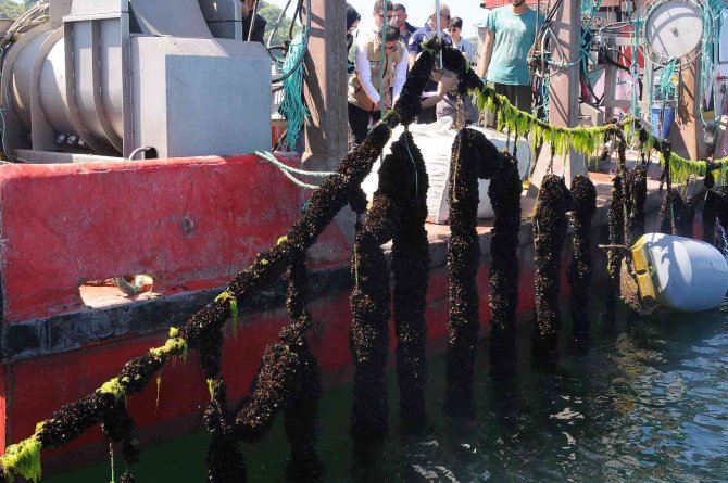 Yalova’daki Midye Çiftliklerinde Hedef Yıllık 200 Milyon Tl Gelir