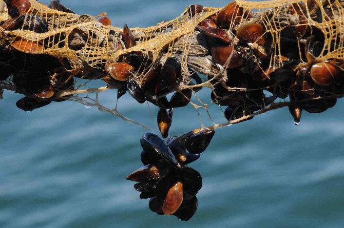 Yalova’daki Midye Çiftliklerinde Hedef Yıllık 200 Milyon Tl Gelir